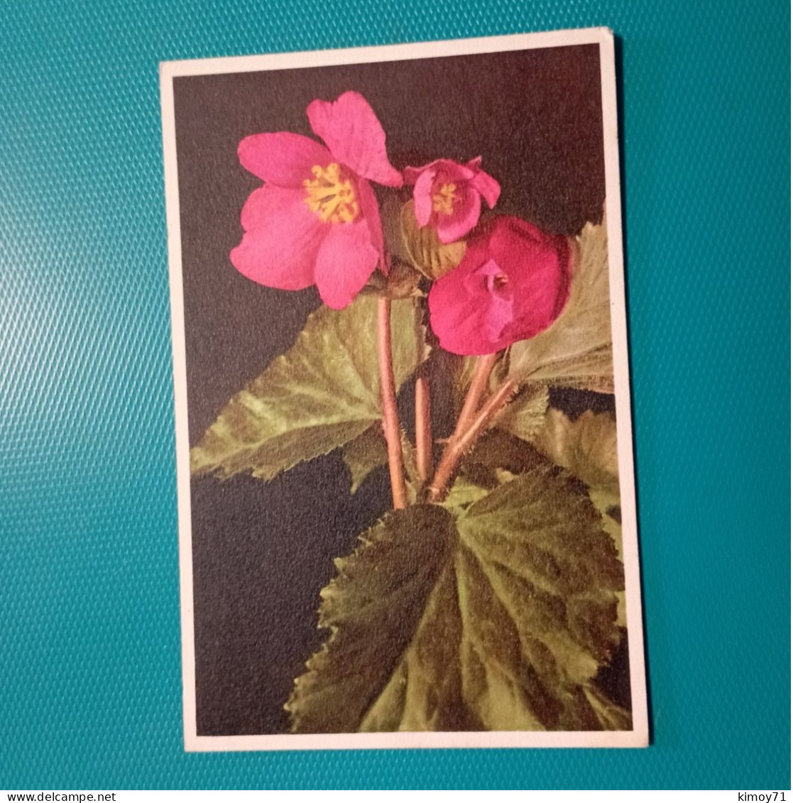 Cartolina Fiori Begonia Tuberhybrida - Blumen