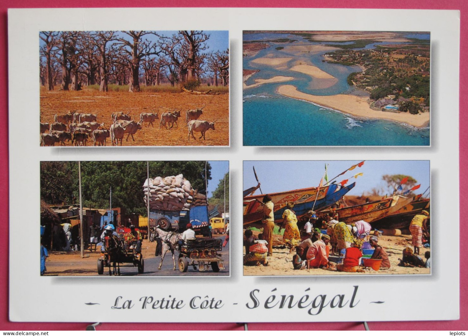 Sénégal - La Petite Côte - Zébus En Forêt De Baobabs - Vue De La Somone - Calèches Et Pêcheurs à M'Bour - Sénégal