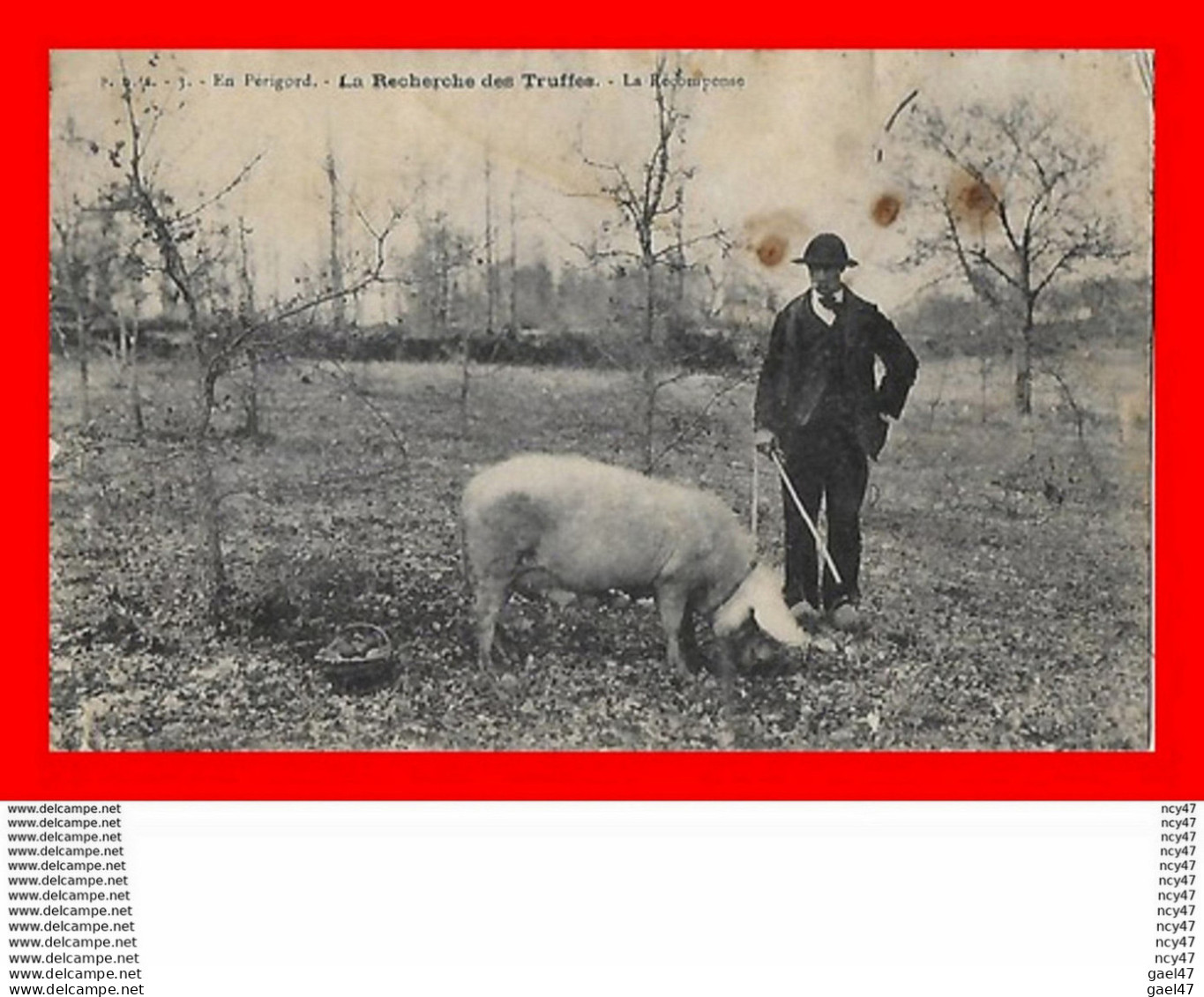 CPA (24) EN PERIGORD. La Recherche Des Truffes Avec Le Cochon, La Récompense...S1924 - Landwirtschaftl. Anbau