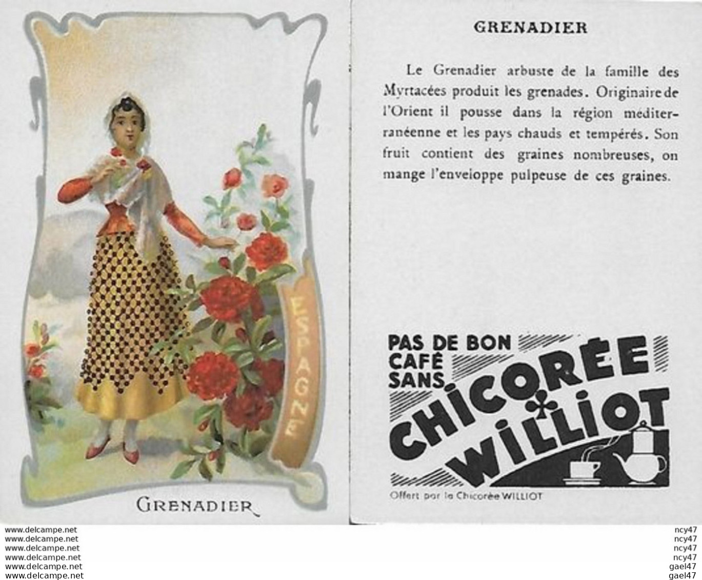 CHROMOS.  Chicorée WILLIOT.  Espagne   "Grenadier"...S3151 - Thee & Koffie