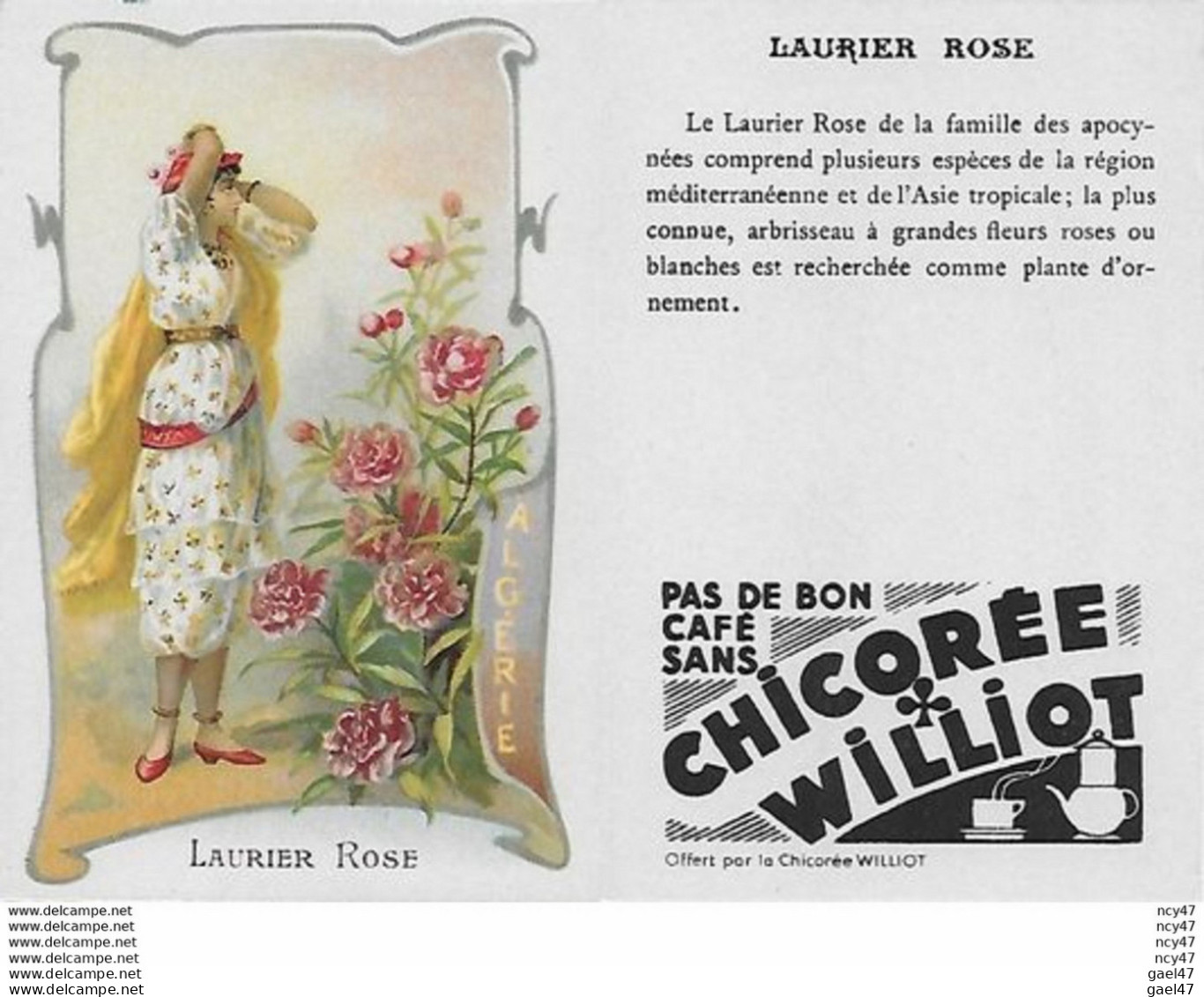 CHROMOS.  Chicorée WILLIOT.  Algérie   "Laurier Rose"...S3149 - Tea & Coffee Manufacturers