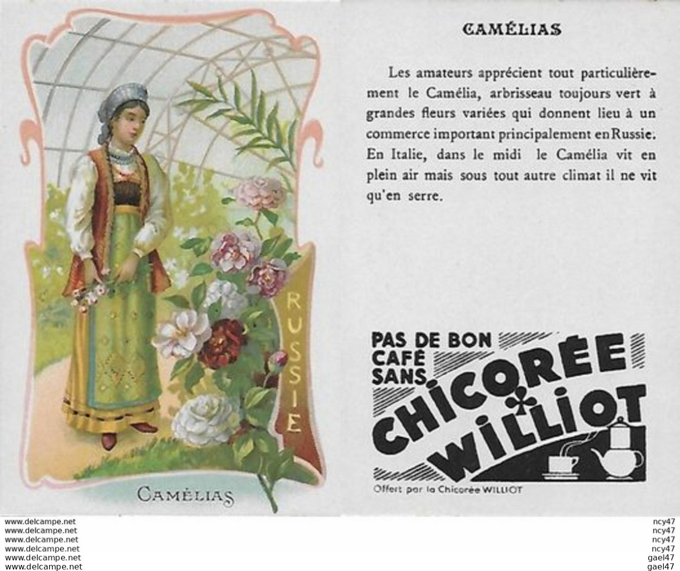 CHROMOS.  Chicorée WILLIOT.  Russie  "Camélias"...S3135 - Thé & Café