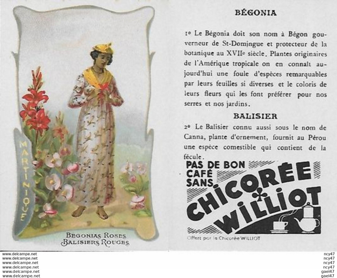 CHROMOS.  Chicorée WILLIOT. Martinique  "Bégonias Roses Et Balisiers Rouges"...S3138 - Thee & Koffie