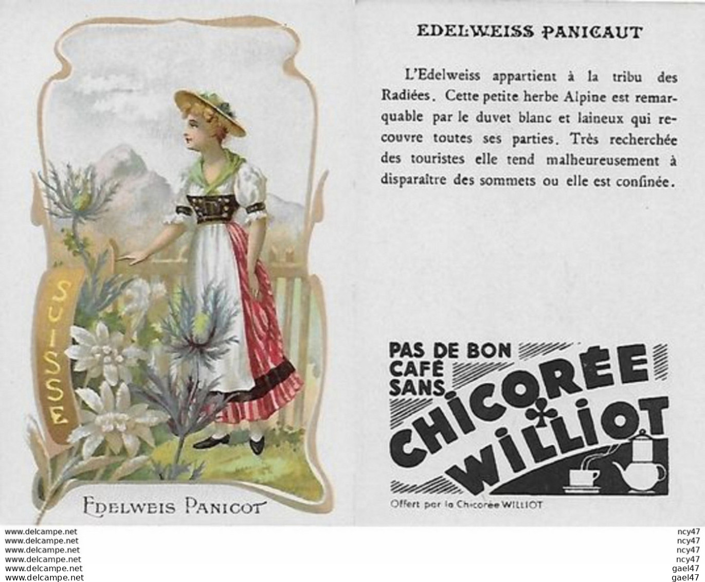 CHROMOS.  Chicorée WILLIOT.  Suisse   "Edelweis Panicot"...S3146 - Thee & Koffie