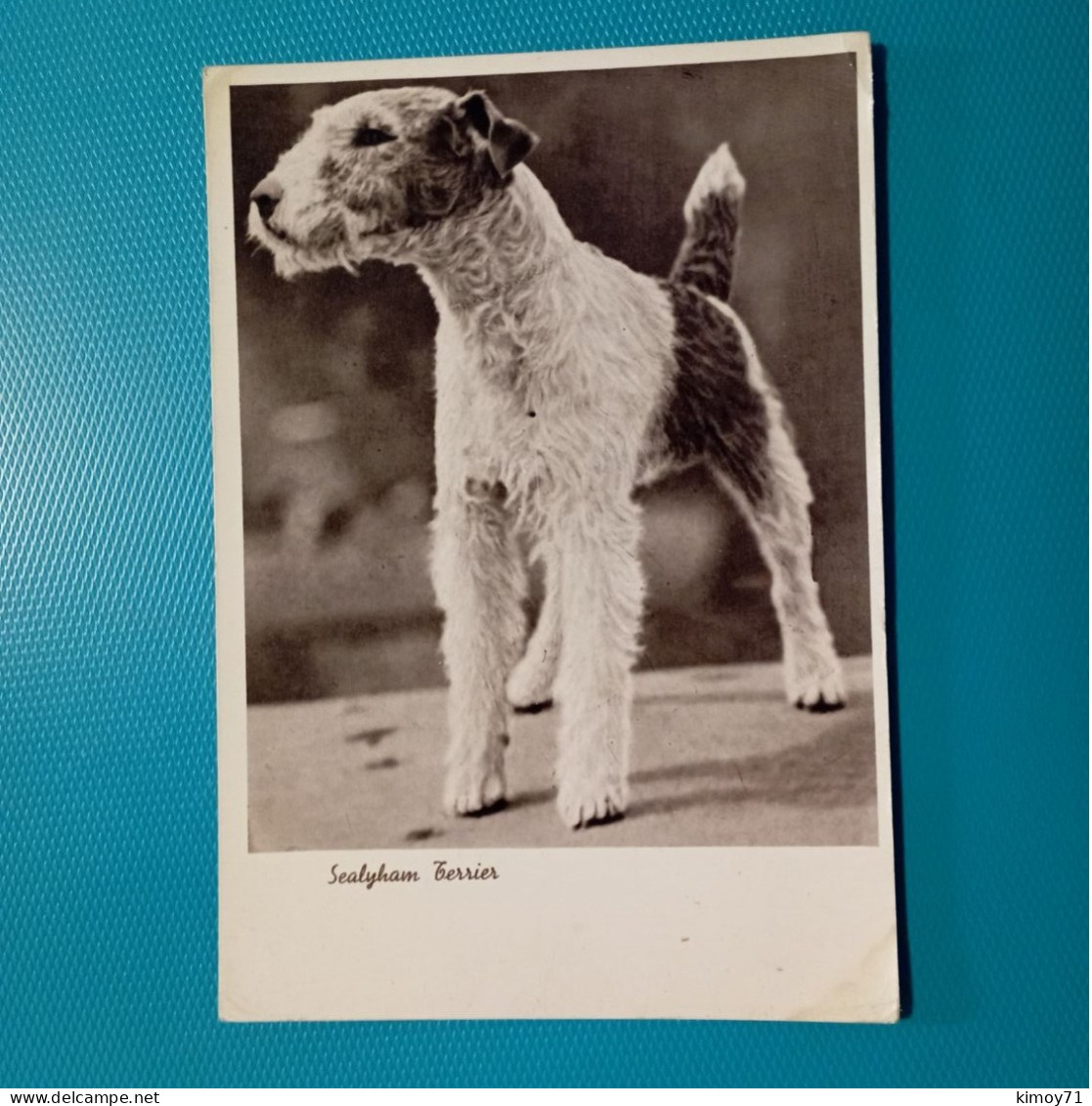 Cartolina Cane Sealyham Terrier. Non Viaggiata - Chiens