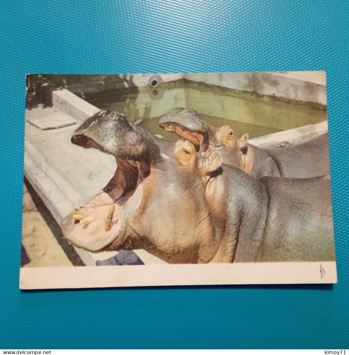 Cartolina Ippopotami. Non Viaggiata - Hippopotamuses