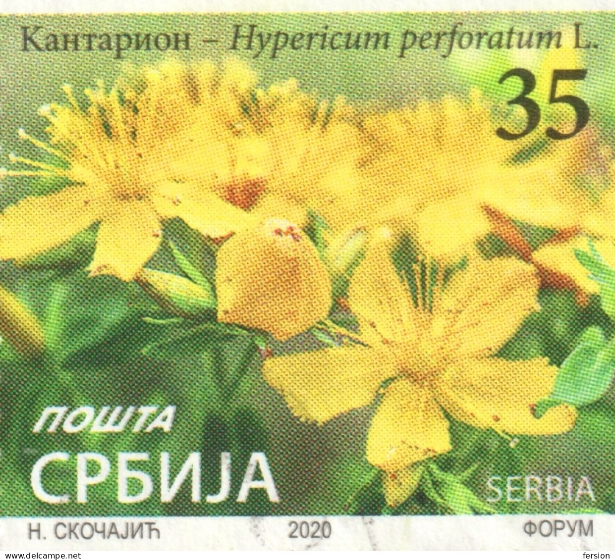 Hypericum Perforatum - St John's-wort - Herbal Medical Drug FLOWER - 2020 SERBIA - Used Block Of Four - Serbien