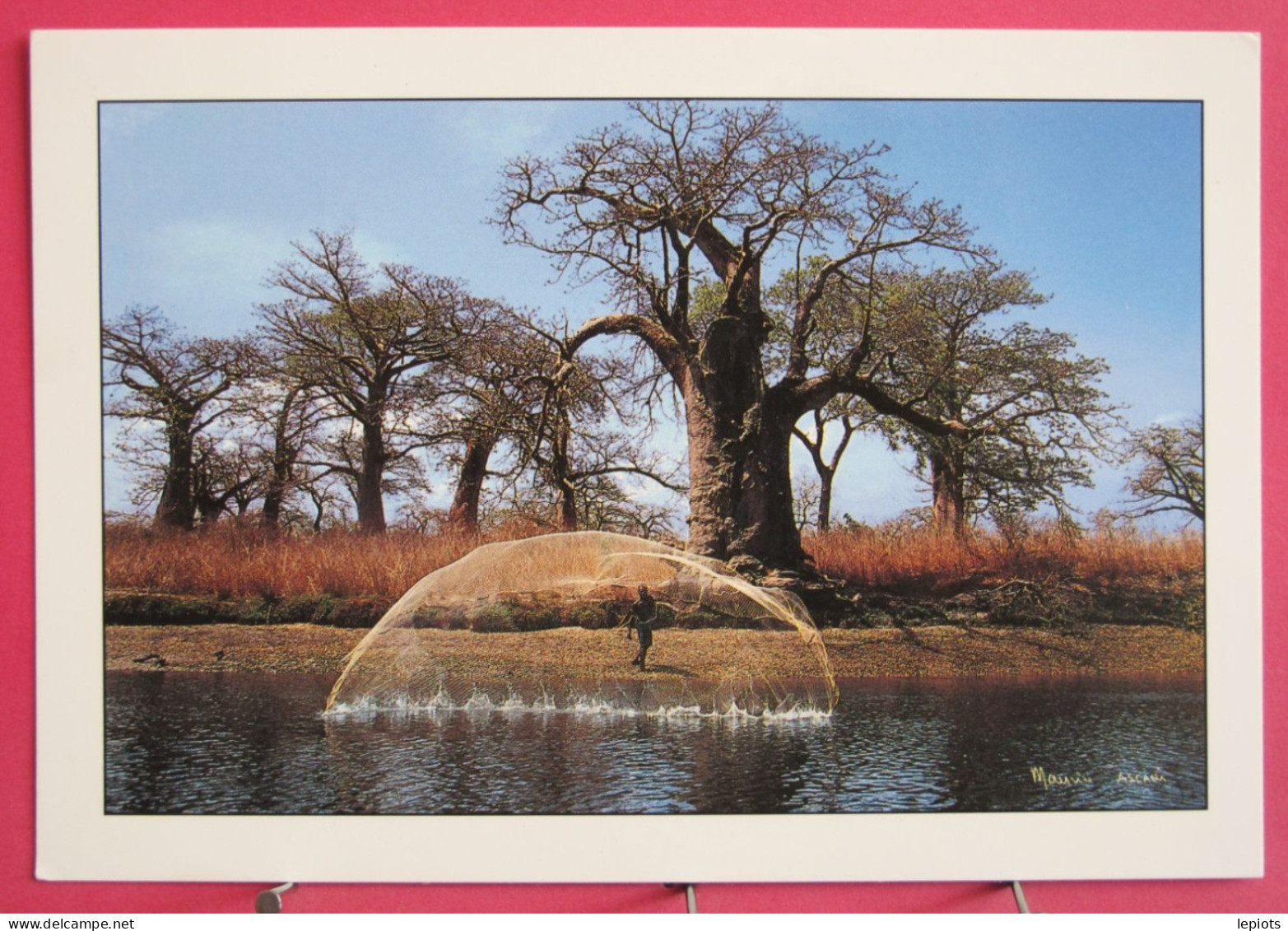 Sénégal - Sine Saloum - Ile Aux Baobabs - Pêche à L'épervier Dans Les Bolongs - Senegal