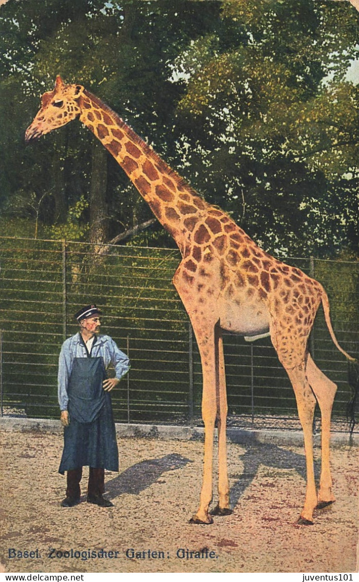 CPA Basel-Zoologischer Garten-Girafle-Timbre     L2891 - Basilea