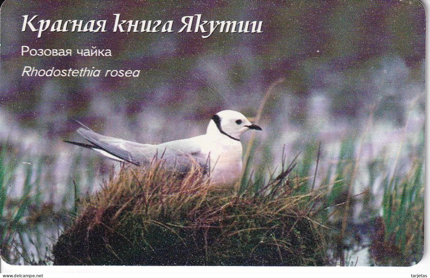 TARJETA DE RUSIA DE UNA PALOMA (BIRD-PAJARO) - Russie