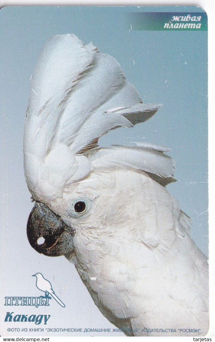 TARJETA DE RUSIA DE UN LORO (BIRD-PAJARO) PARROT - Rusia