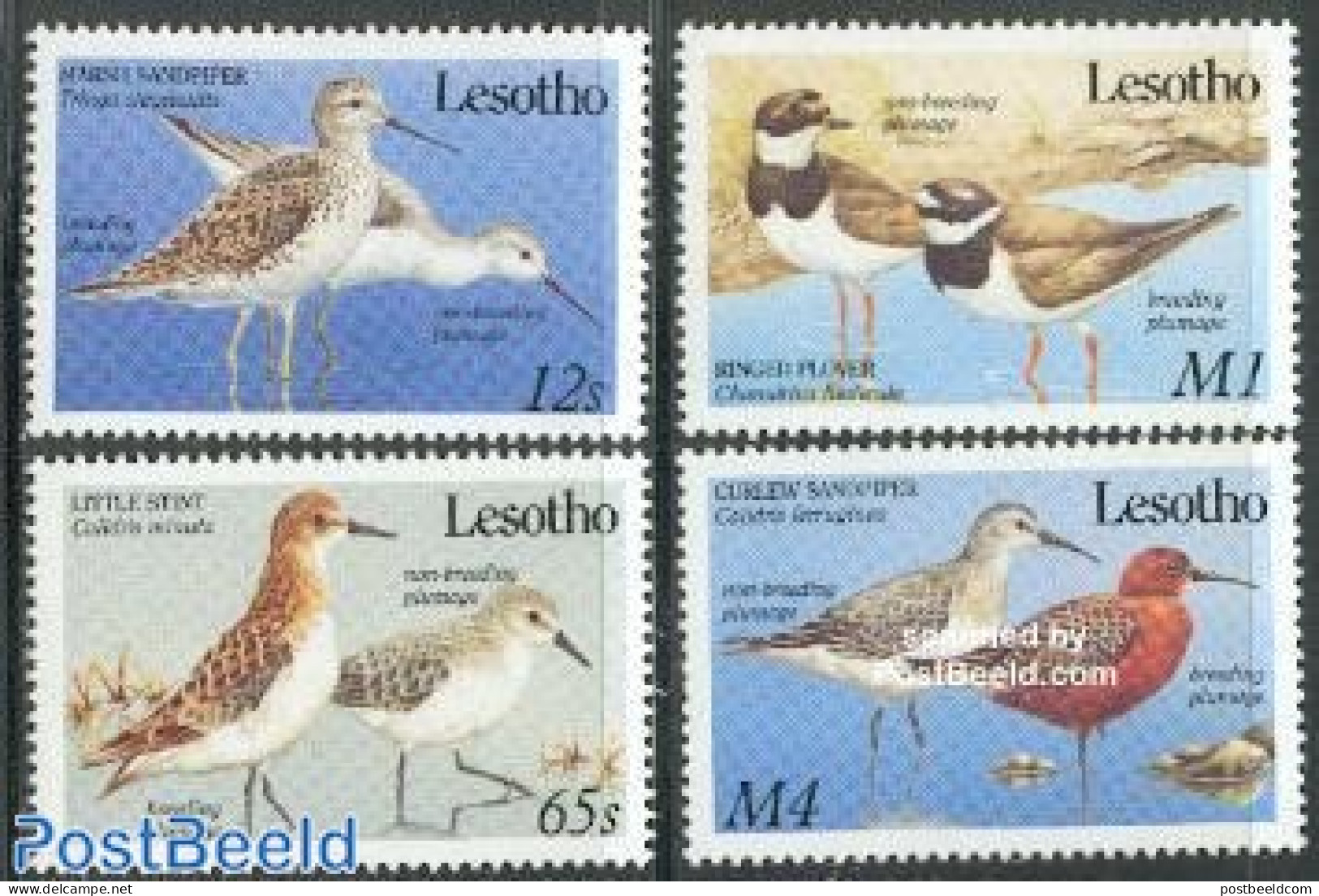 Lesotho 1989 Water Birds 4v, Mint NH, Nature - Birds - Lesotho (1966-...)