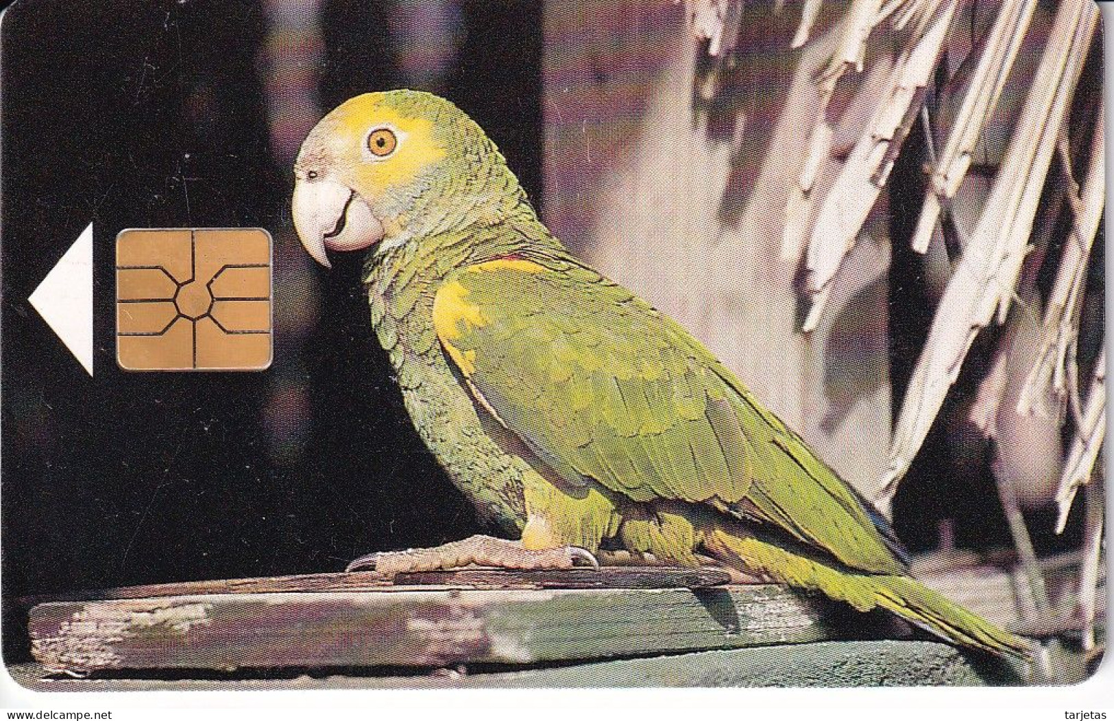 TARJETA DE BONAIRE DE UN LORO (BIRD-PAJARO) PARROT - Antille (Olandesi)