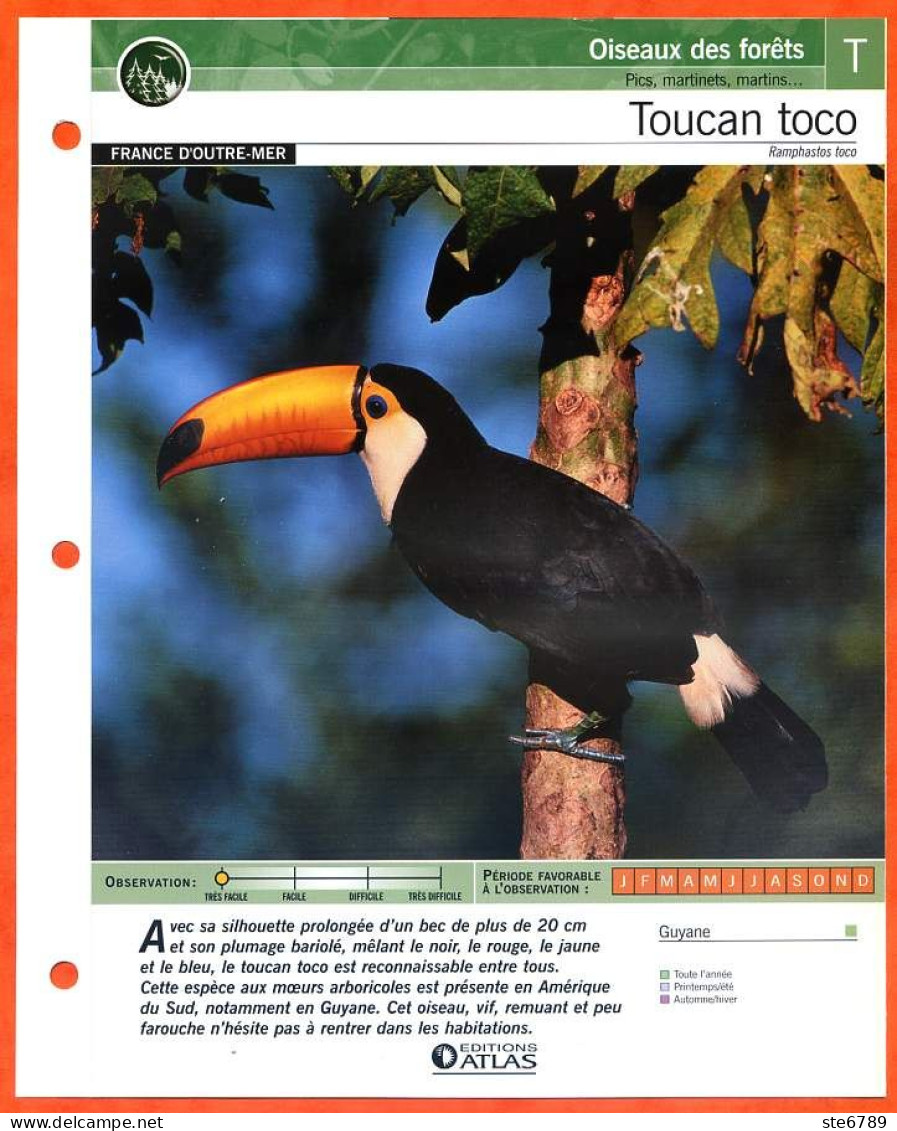 TOUCAN TOCO Oiseau Illustrée Documentée  Animaux Oiseaux Fiche Dépliante - Animals