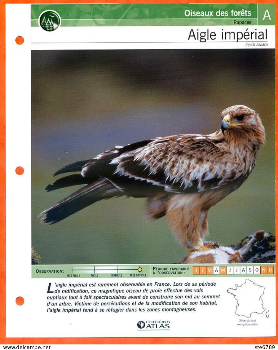 AIGLE IMPERIAL Oiseau Illustrée Documentée  Animaux Oiseaux Fiche Dépliante - Animali