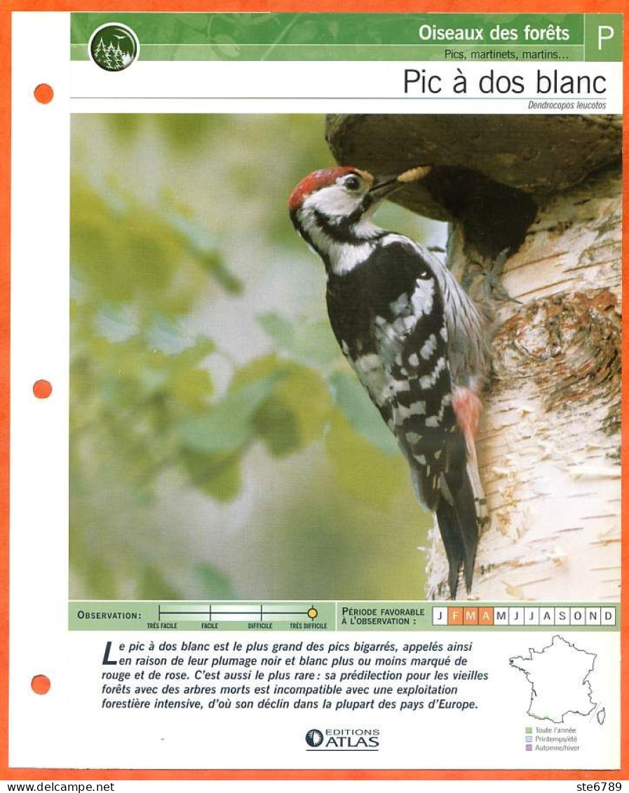 PIC A DOS BLANC Oiseau Illustrée Documentée  Animaux Oiseaux Fiche Dépliante - Tiere