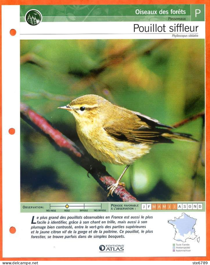 POUILLOT SIFFLEUR Oiseau Illustrée Documentée  Animaux Oiseaux Fiche Dépliante - Animaux