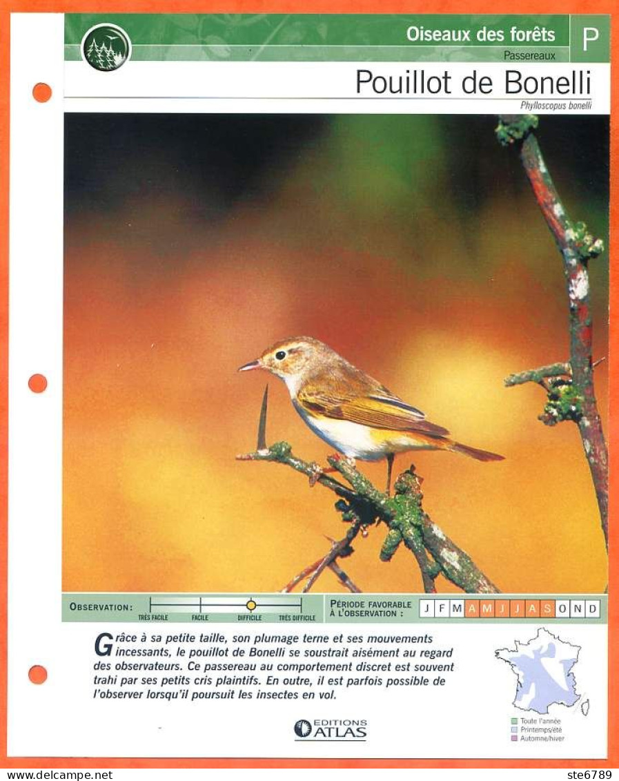 POUILLOT DE BONELLI Oiseau Illustrée Documentée  Animaux Oiseaux Fiche Dépliante - Tiere