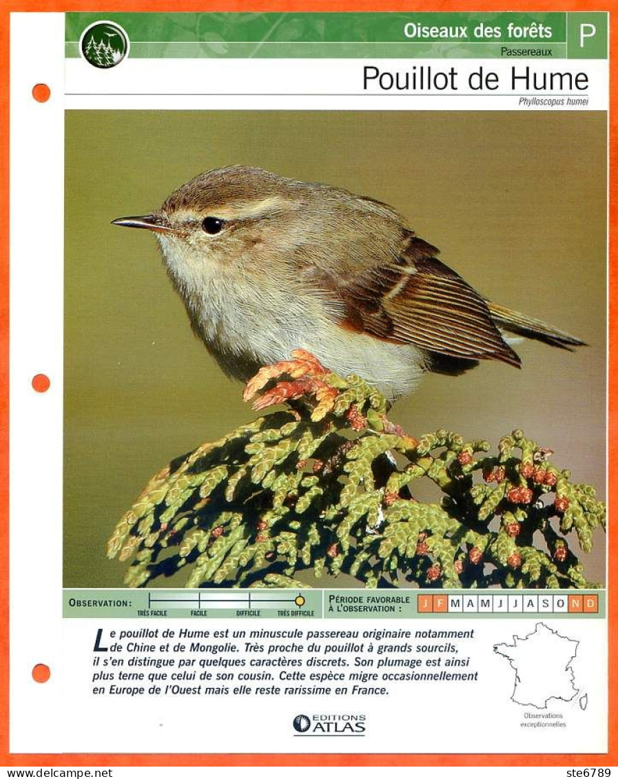 POUILLOT DE HUME Oiseau Illustrée Documentée  Animaux Oiseaux Fiche Dépliante - Tiere