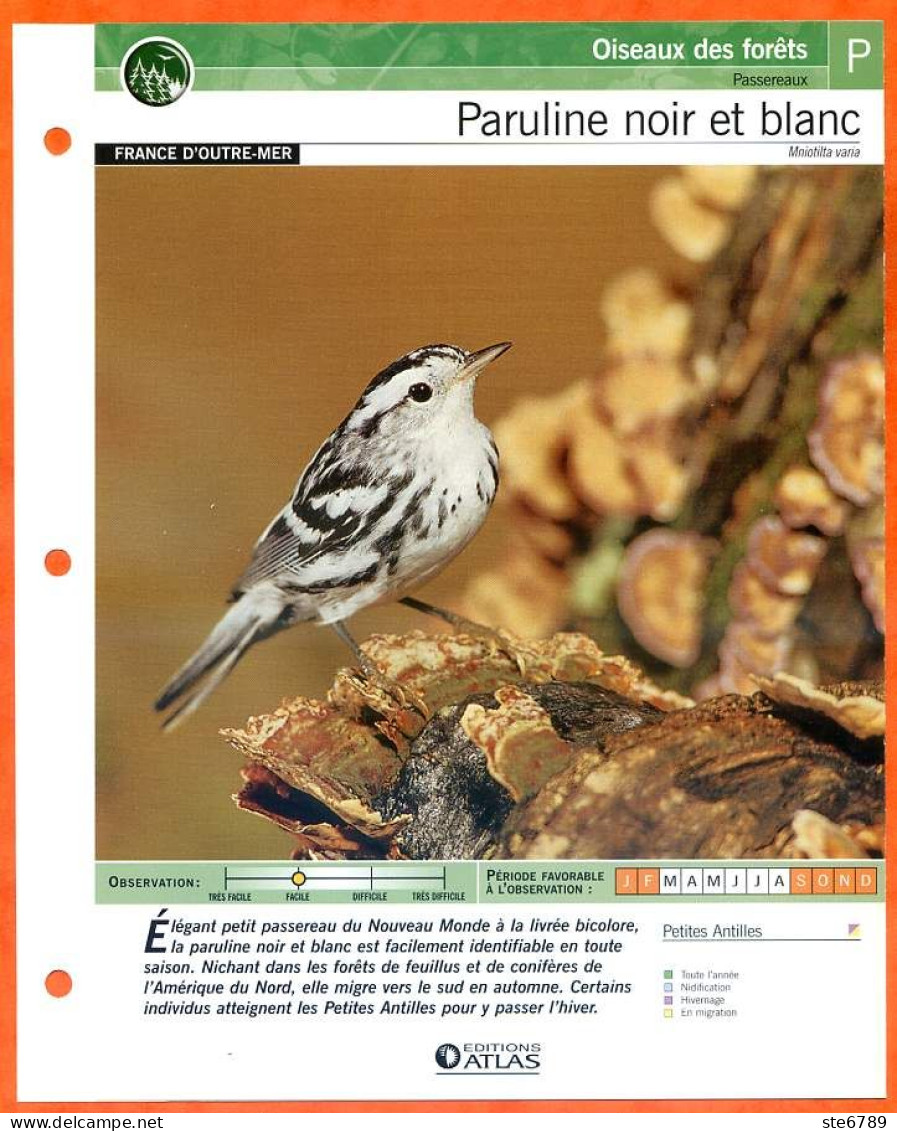 PARULINE NOIR ET BLANC Oiseau Illustrée Documentée  Animaux Oiseaux Fiche Dépliante - Dieren