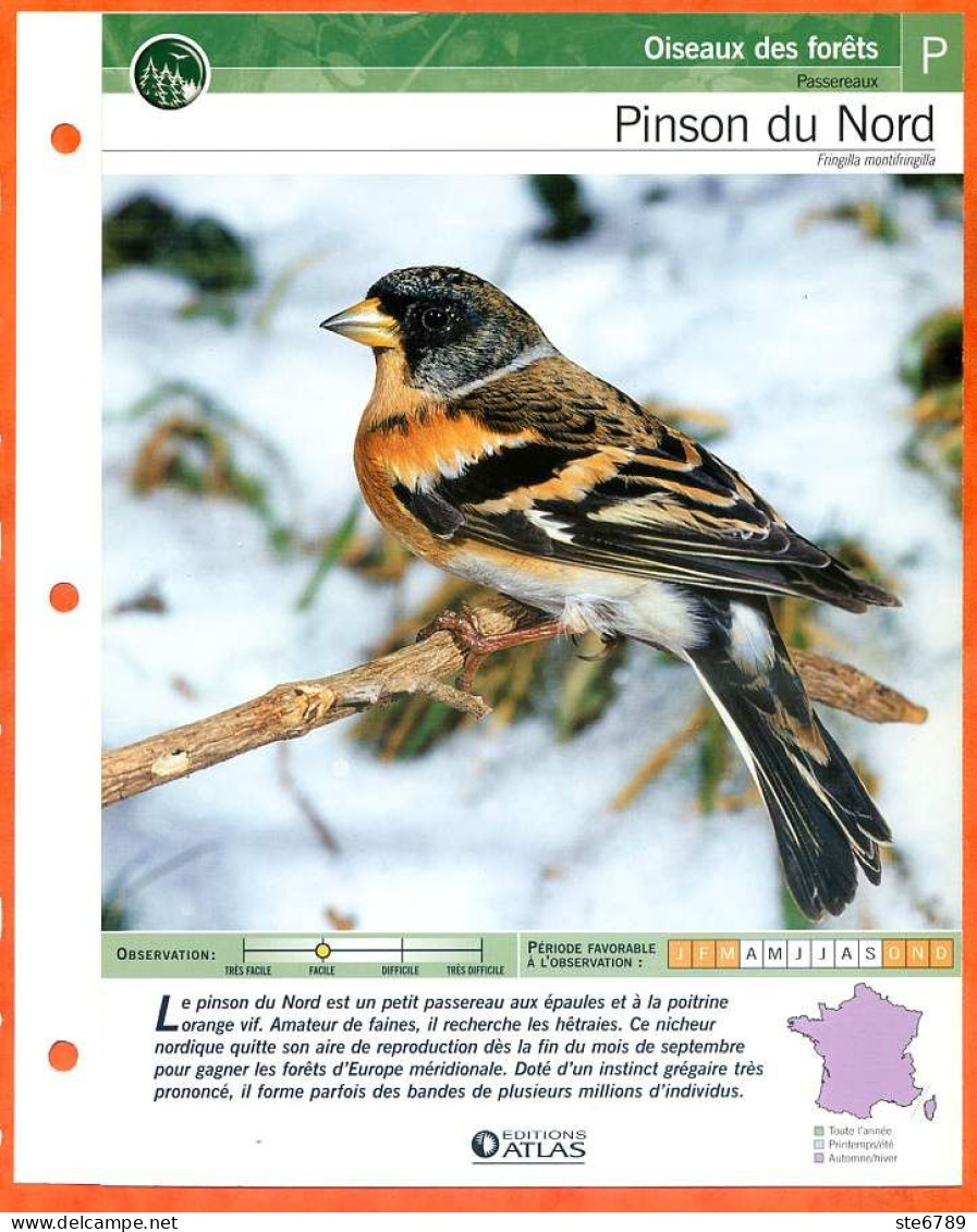 PINSON DU NORD Oiseau Illustrée Documentée  Animaux Oiseaux Fiche Dépliante - Tiere