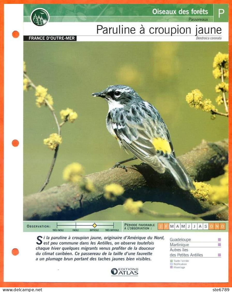 PARULINE A CROUPION JAUNE Oiseau Illustrée Documentée  Animaux Oiseaux Fiche Dépliante - Tiere