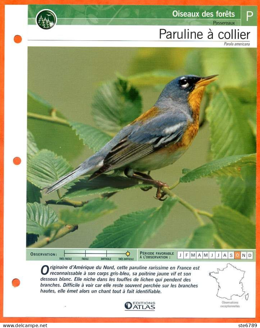 PARULINE A COLLIER Oiseau Illustrée Documentée  Animaux Oiseaux Fiche Dépliante - Animaux
