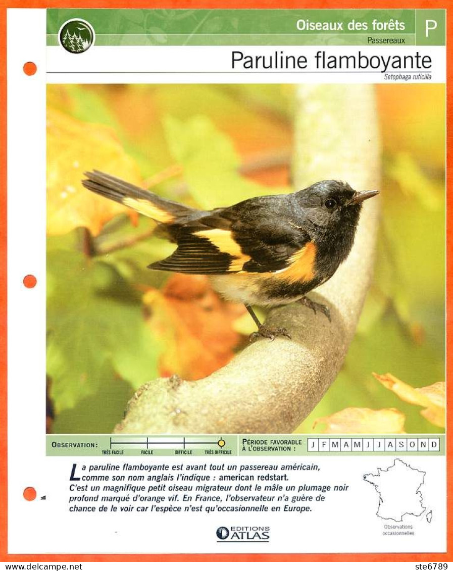 PARULINE FLAMBOYANTE Oiseau Illustrée Documentée  Animaux Oiseaux Fiche Dépliante - Dieren