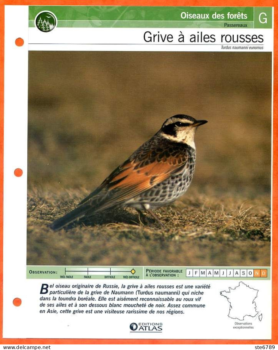 GRIVE A AILES ROUSSES Oiseau Illustrée Documentée  Animaux Oiseaux Fiche Dépliante - Tiere