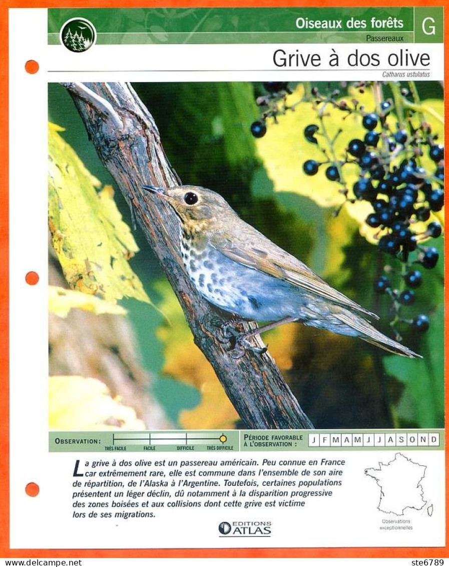 GRIVE A DOS OLIVE Oiseau Illustrée Documentée  Animaux Oiseaux Fiche Dépliante - Dieren