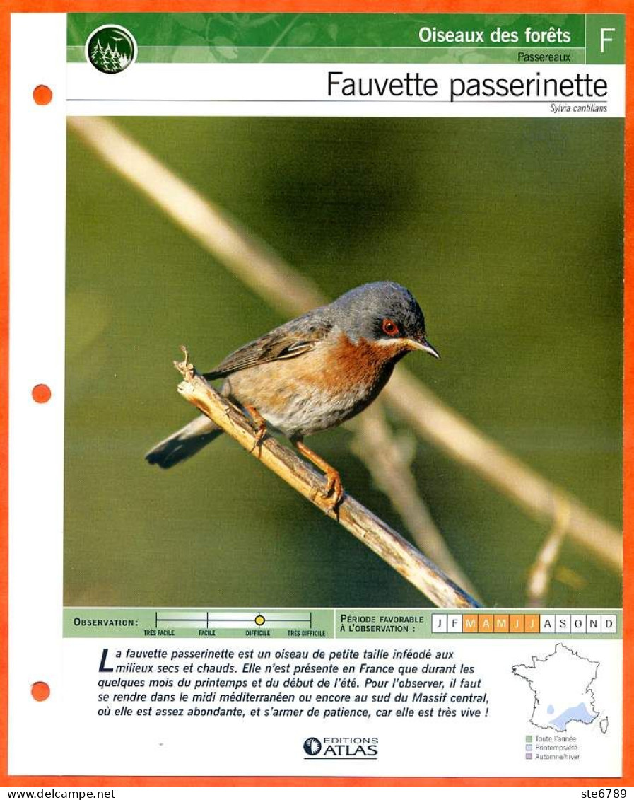 FAUVETTE PASSERINETTE Oiseau Illustrée Documentée  Animaux Oiseaux Fiche Dépliante - Tiere