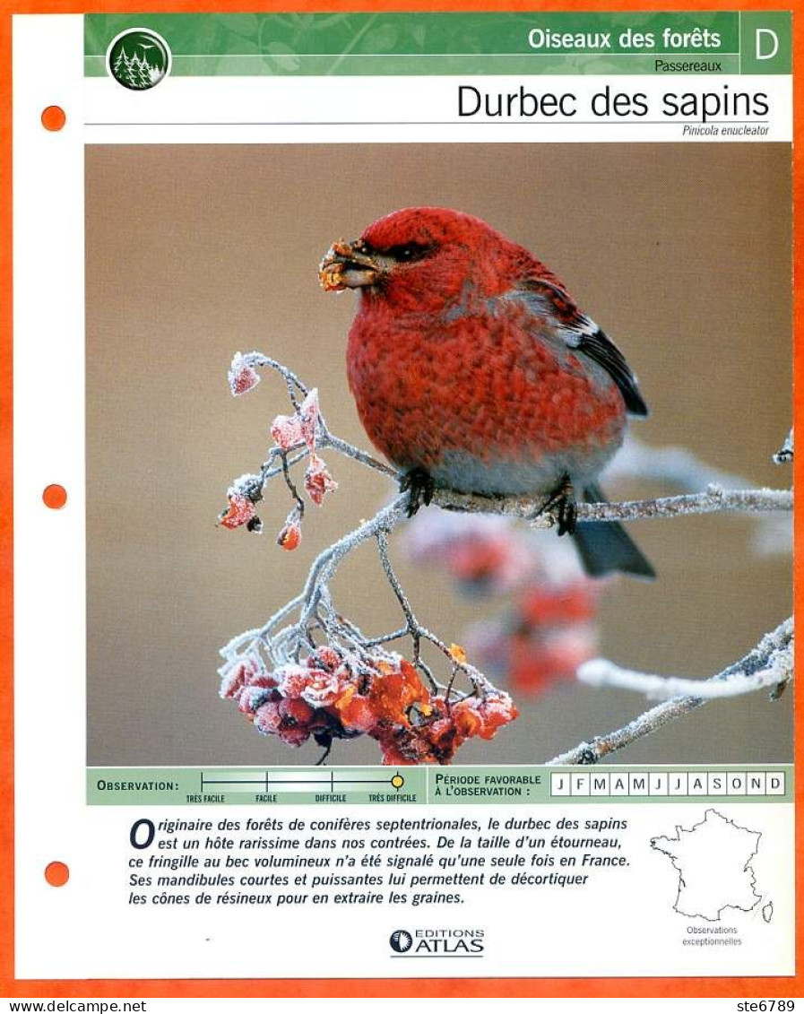 DURBEC DES SAPINS Oiseau Illustrée Documentée  Animaux Oiseaux Fiche Dépliante Animal - Animals