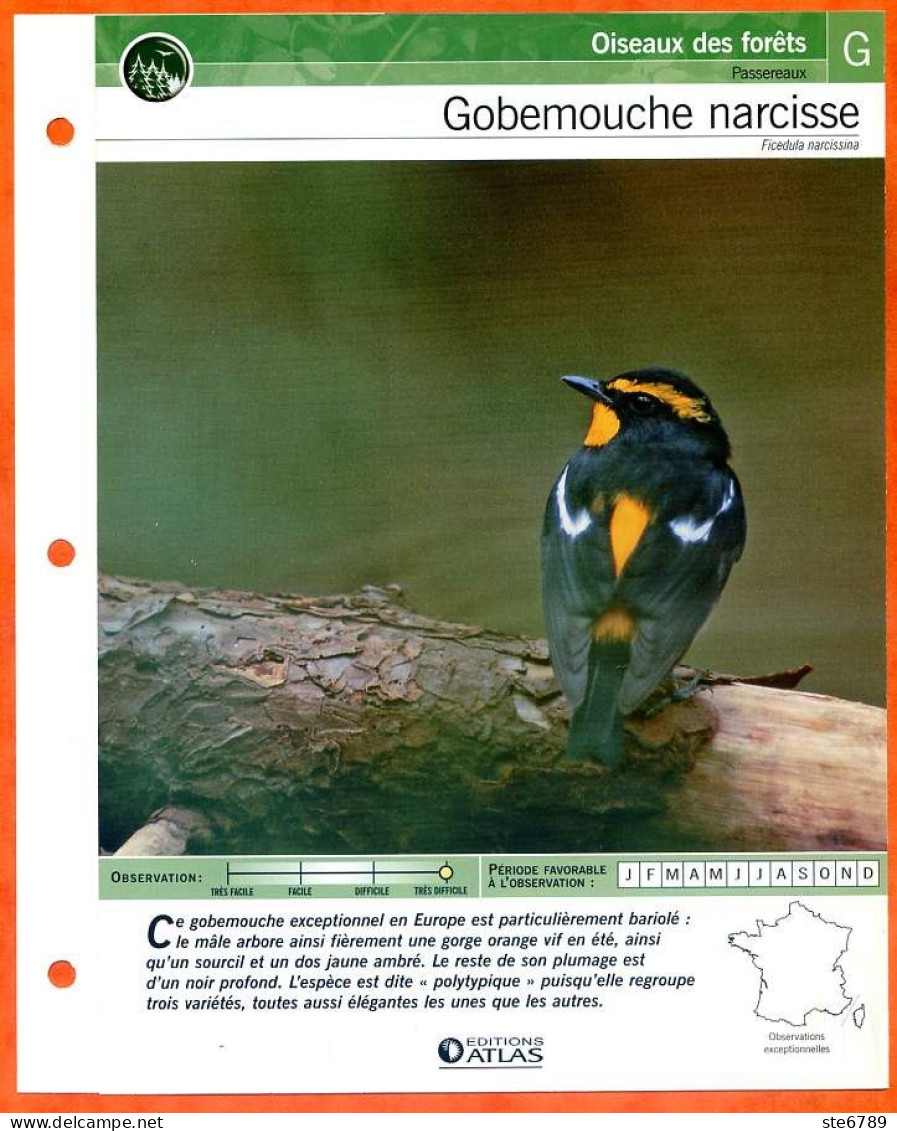 GOBEMOUCHE NARCISSE Oiseau Illustrée Documentée  Animaux Oiseaux Fiche Dépliante - Tiere