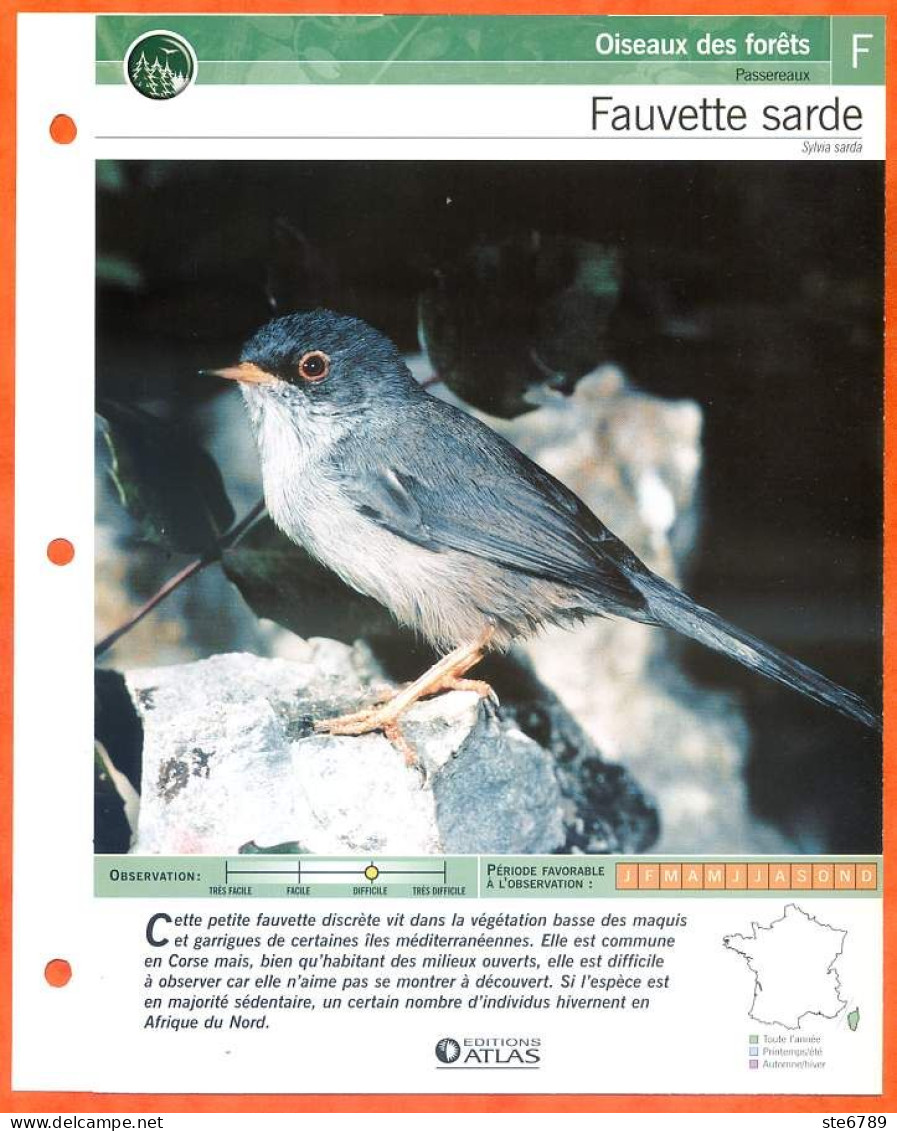 FAUVETTE SARDE Oiseau Illustrée Documentée  Animaux Oiseaux Fiche Dépliante - Animaux