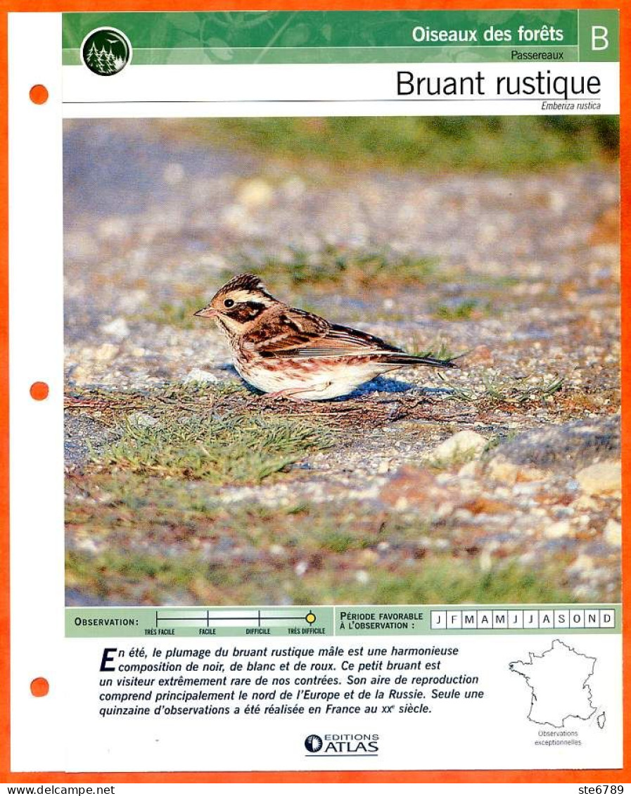 BRUANT RUSTIQUE Oiseau Illustrée Documentée  Animaux Oiseaux Fiche Dépliante - Tiere