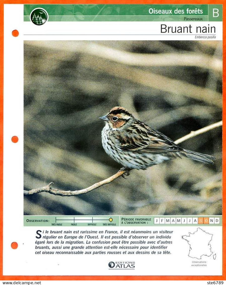 BRUANT NAIN Oiseau Illustrée Documentée  Animaux Oiseaux Fiche Dépliante - Animaux