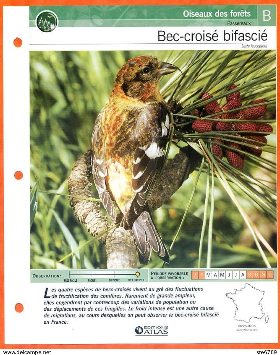 BEC CROISE BIFASCIE Oiseau Illustrée Documentée  Animaux Oiseaux Fiche Dépliante - Dieren