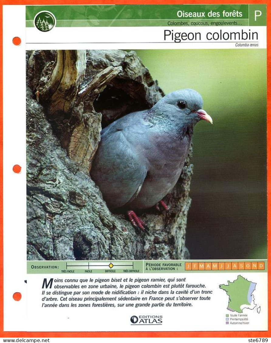 PIGEON COLOMBIN Oiseau Illustrée Documentée  Animaux Oiseaux Fiche Dépliante - Tiere