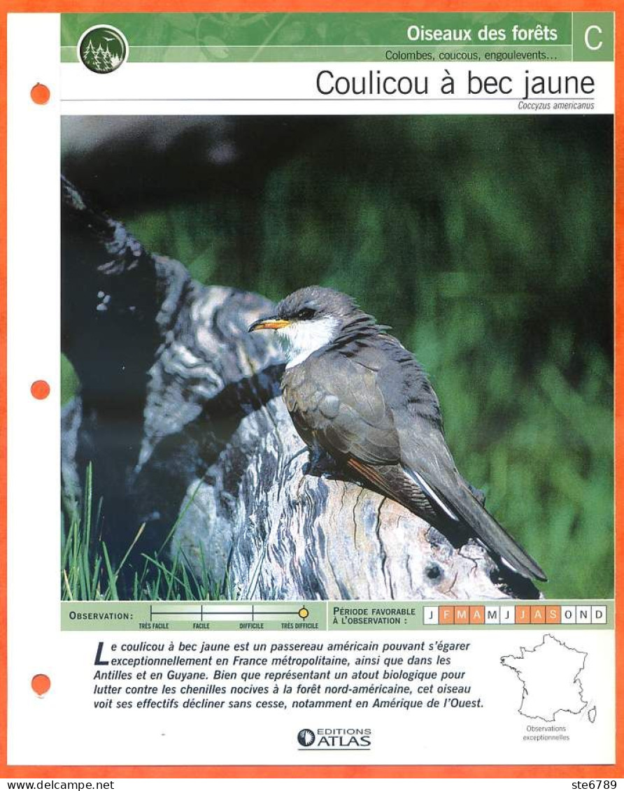 COULICOU A BEC JAUNE Oiseau Illustrée Documentée  Animaux Oiseaux Fiche Dépliante - Tiere
