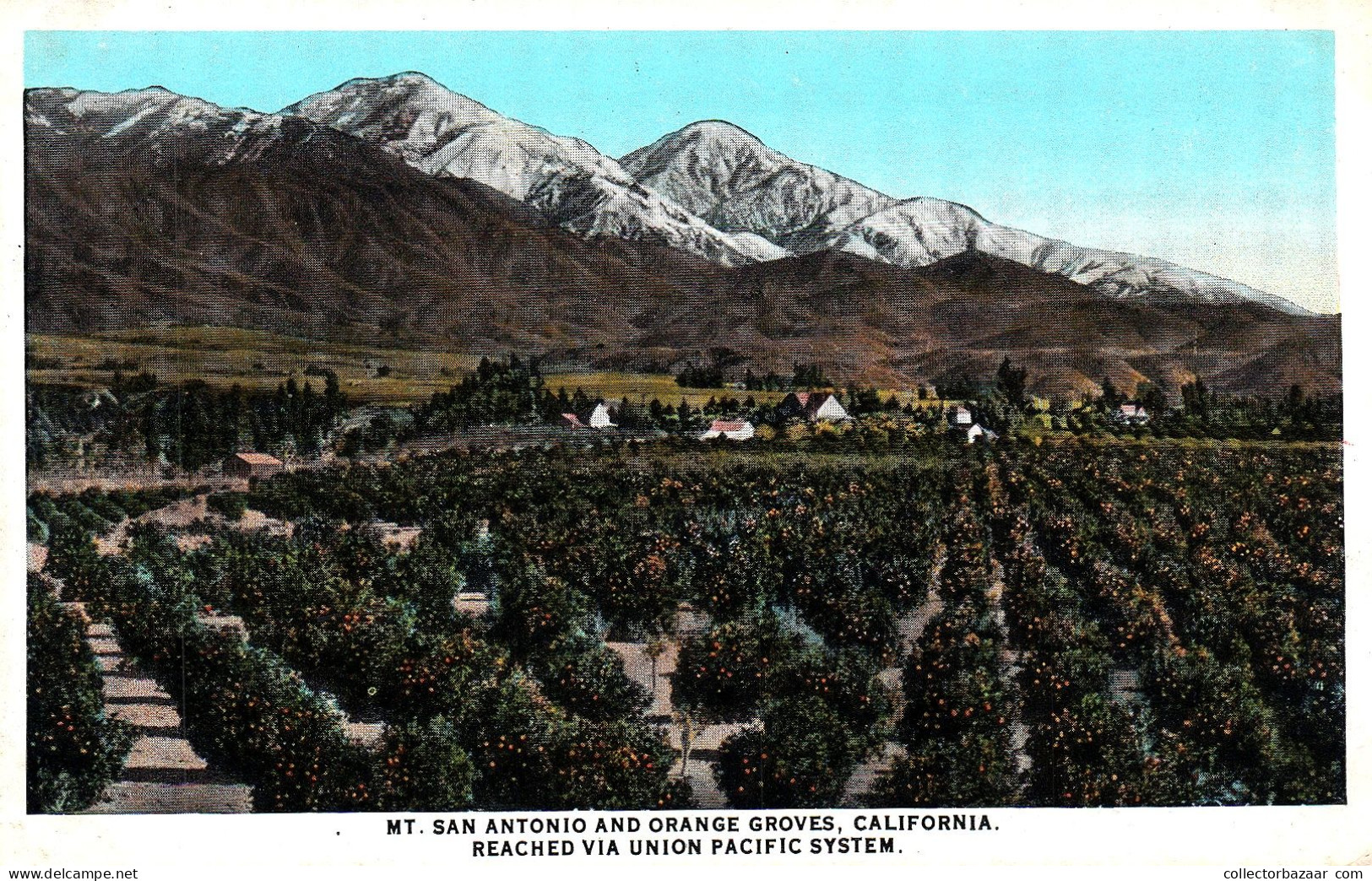 San Antonio And Orange Groves California Reached Via Union Pacific System Railway Trains - Cultivation
