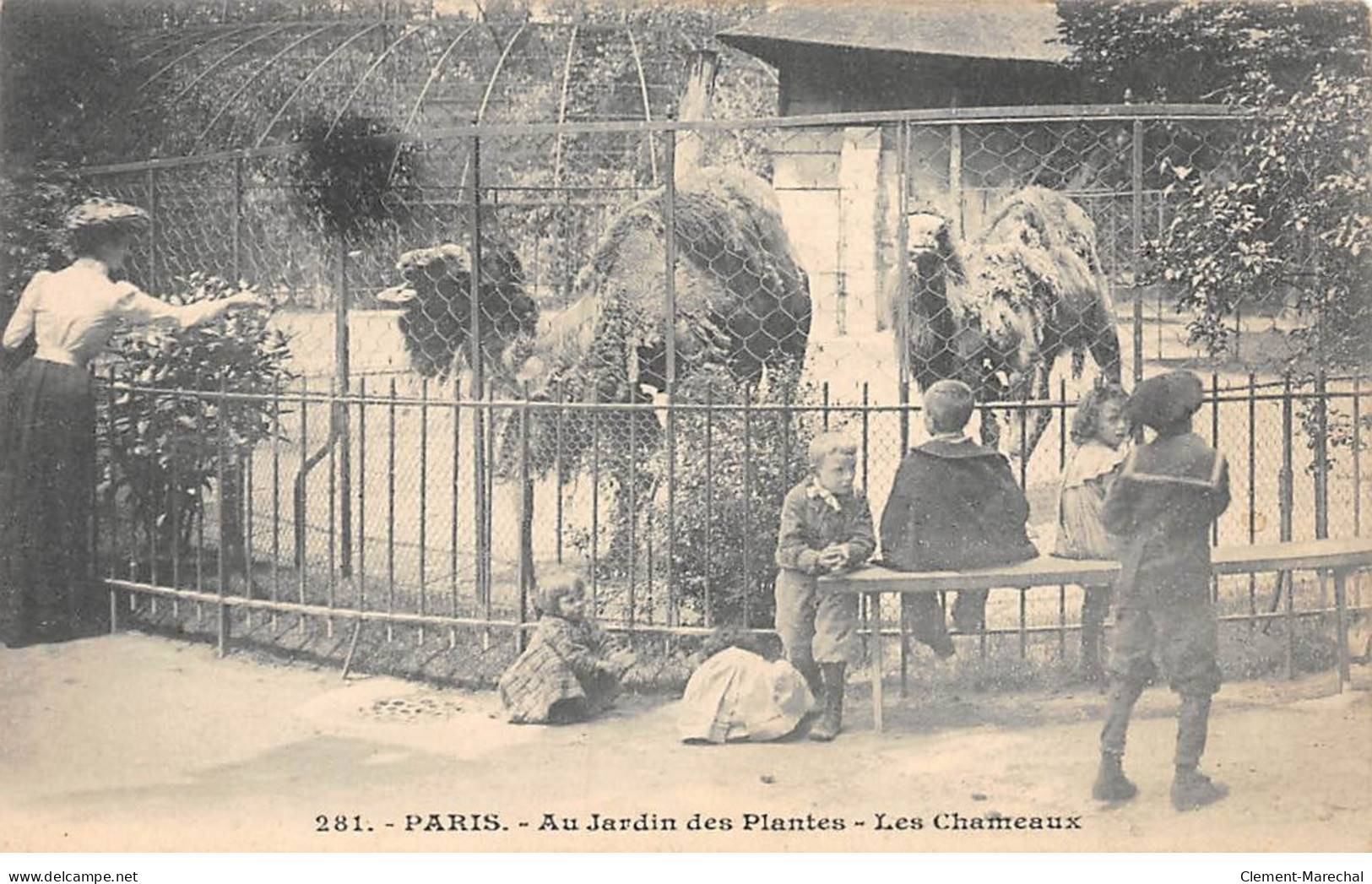 PARIS - Jardin Des Plantes - Les Chameaux - Très Bon état - Arrondissement: 05