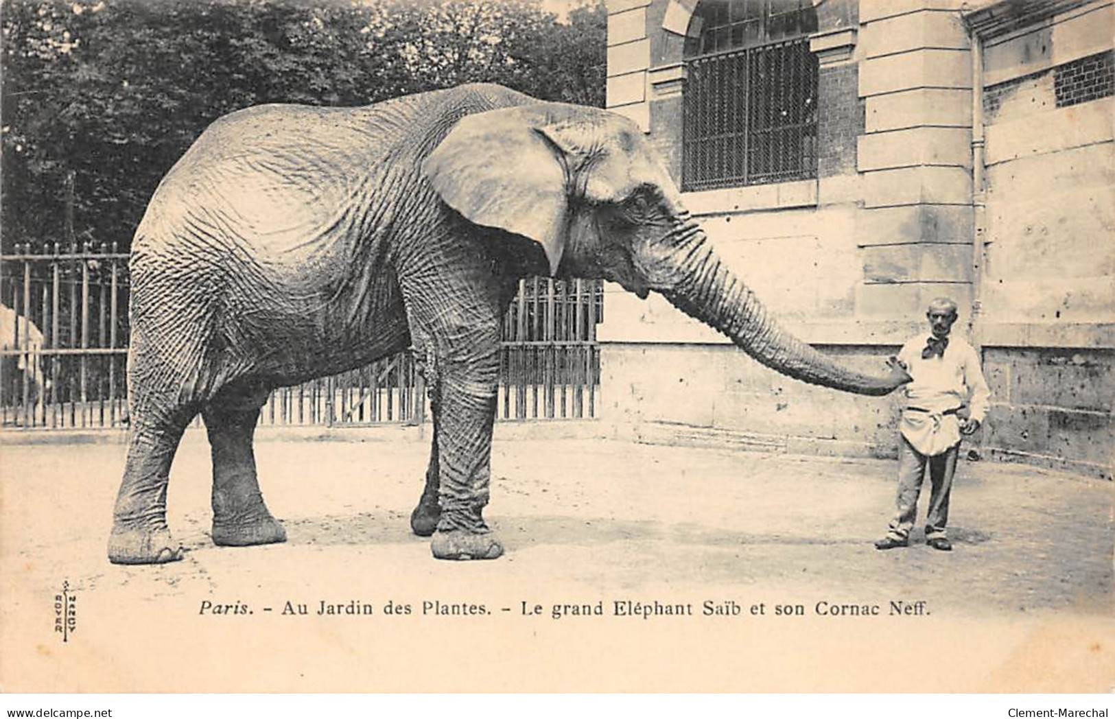 PARIS - Au Jardin Des Plantes - Le Grand Eléphant Saïb Et Son Cornac Neff - Très Bon état - Arrondissement: 05