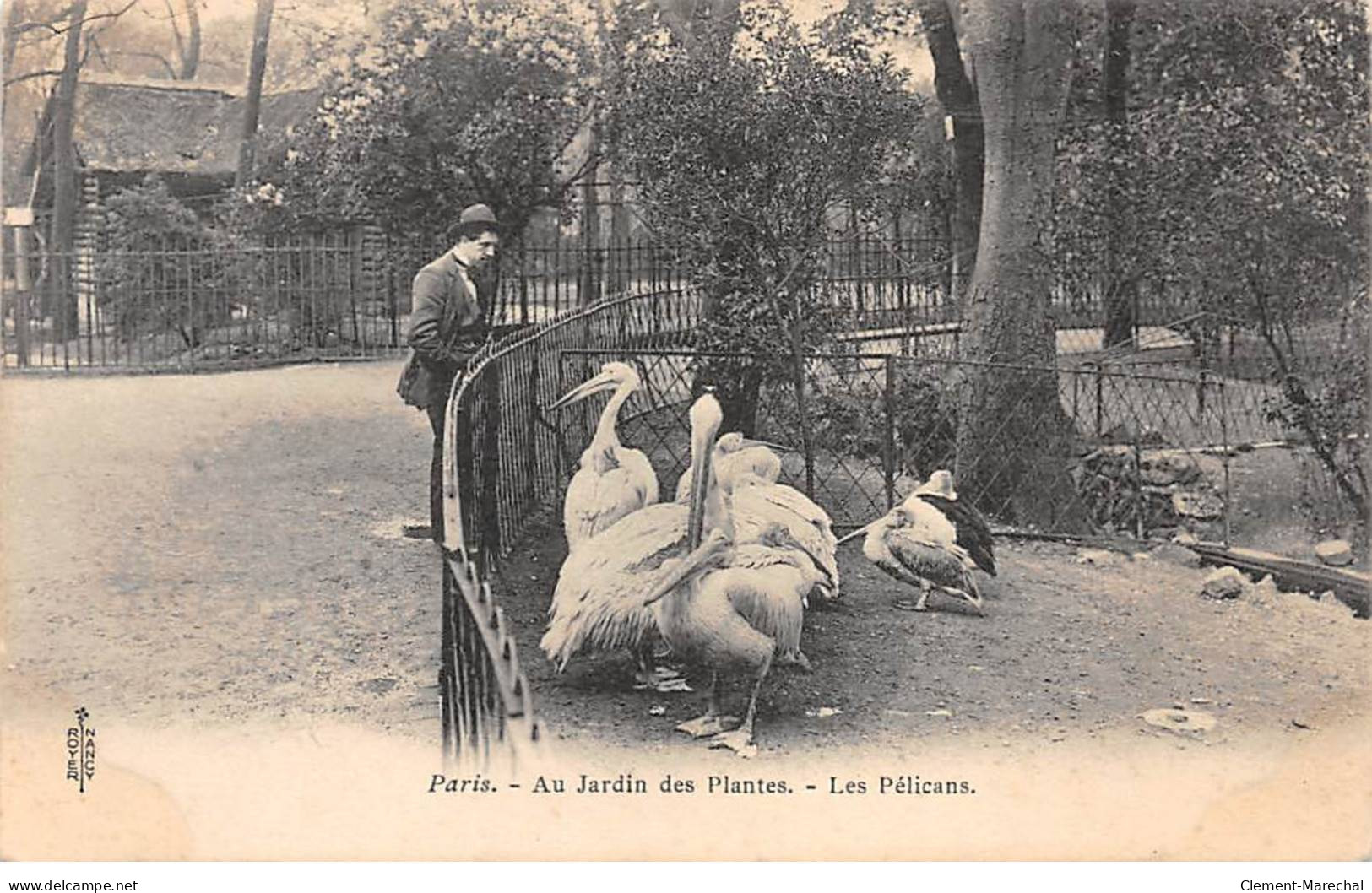 PARIS - Au Jardin Des Plantes - Les Pélicans - Très Bon état - Distrito: 05