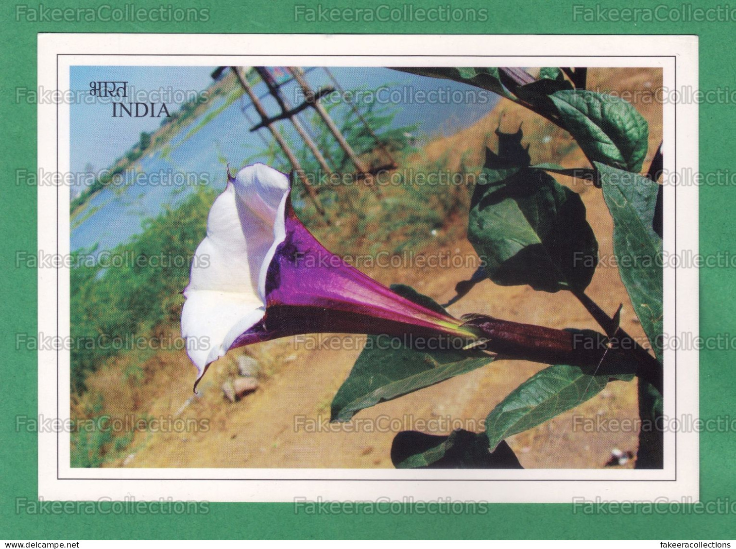INDIA Inde Indien - PURPLE DATURA / DATURA METEL Picture Post Card - Devil's Trumpet Flower, Postcard, Toxic Plants - Plantes Toxiques