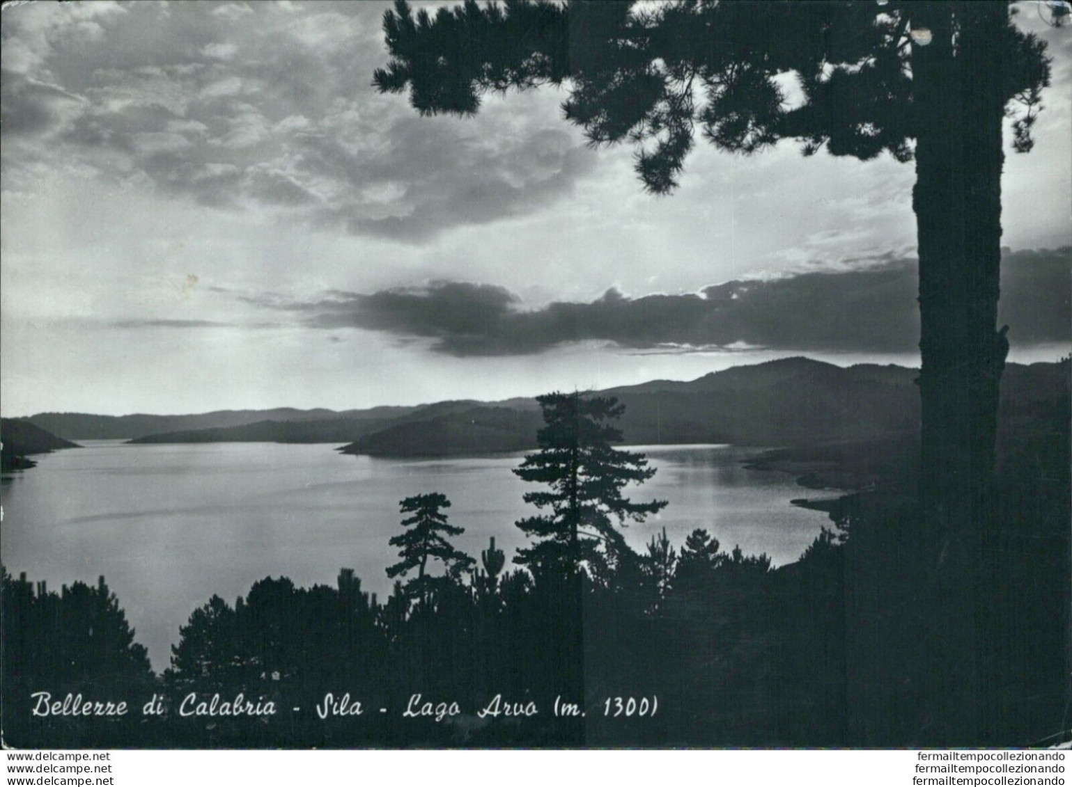 Ah687 Cartolina Bellezze Di Calabria Sila Lago Arvo - Cosenza