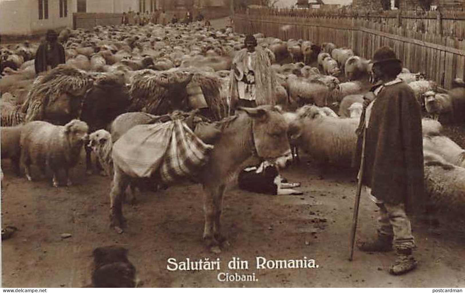 Romania - Shepherds - REAL PHOTO - Roumanie
