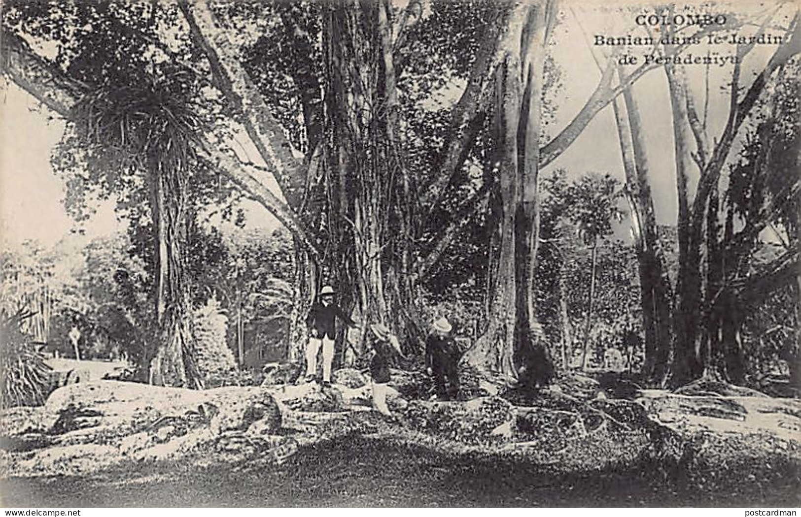 Sri Lanka - COLOMBO - Banian Tree In Peradeniya Gardens - Publ. Messageries Maritimes  - Sri Lanka (Ceylon)