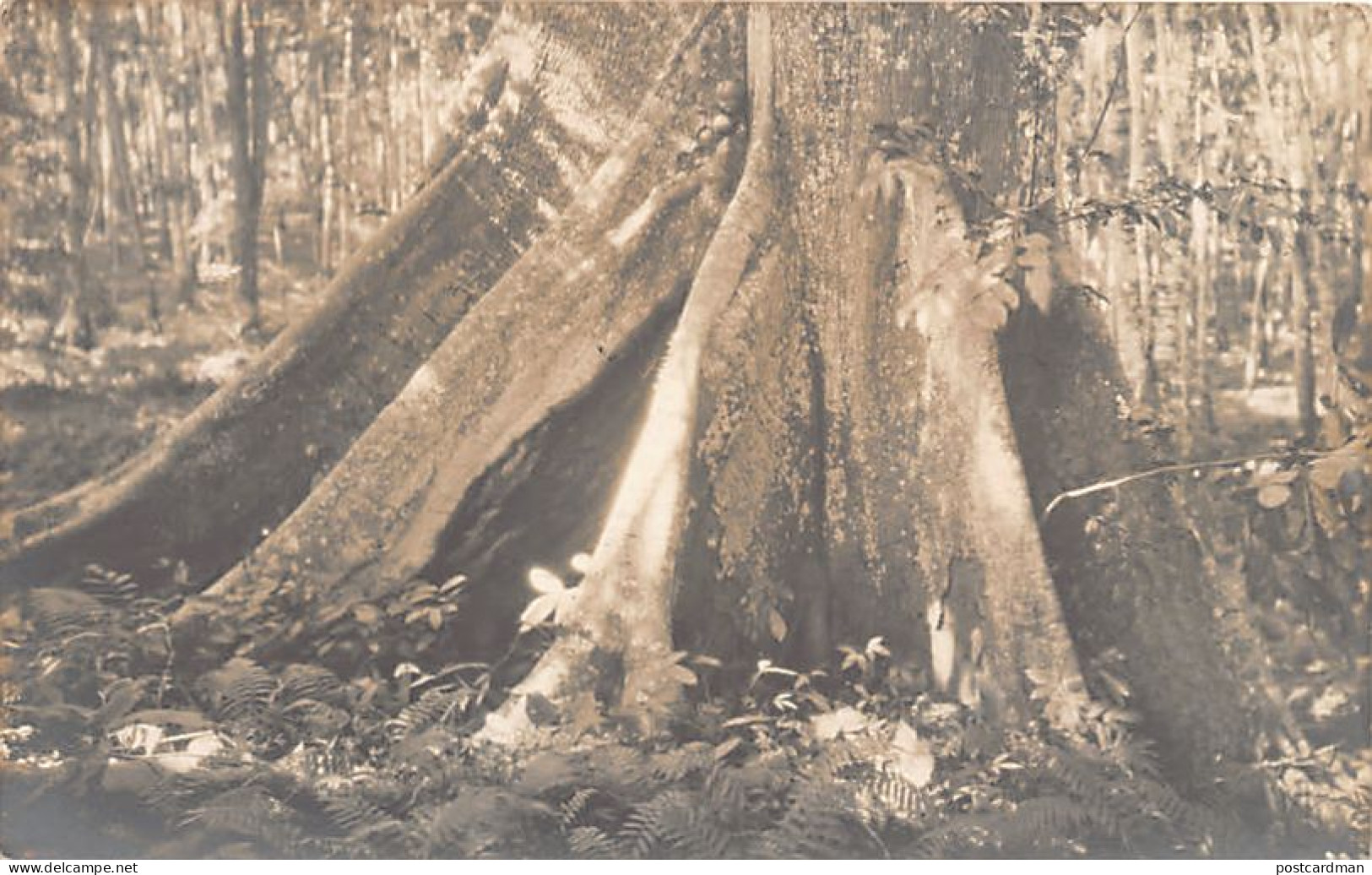 Congo Kinshasa - LUSAMBO - Pied D'un Fromager (arbre) - CARTE PHOTO - Ed. Inconnu (Zagourski?)  - Belgian Congo