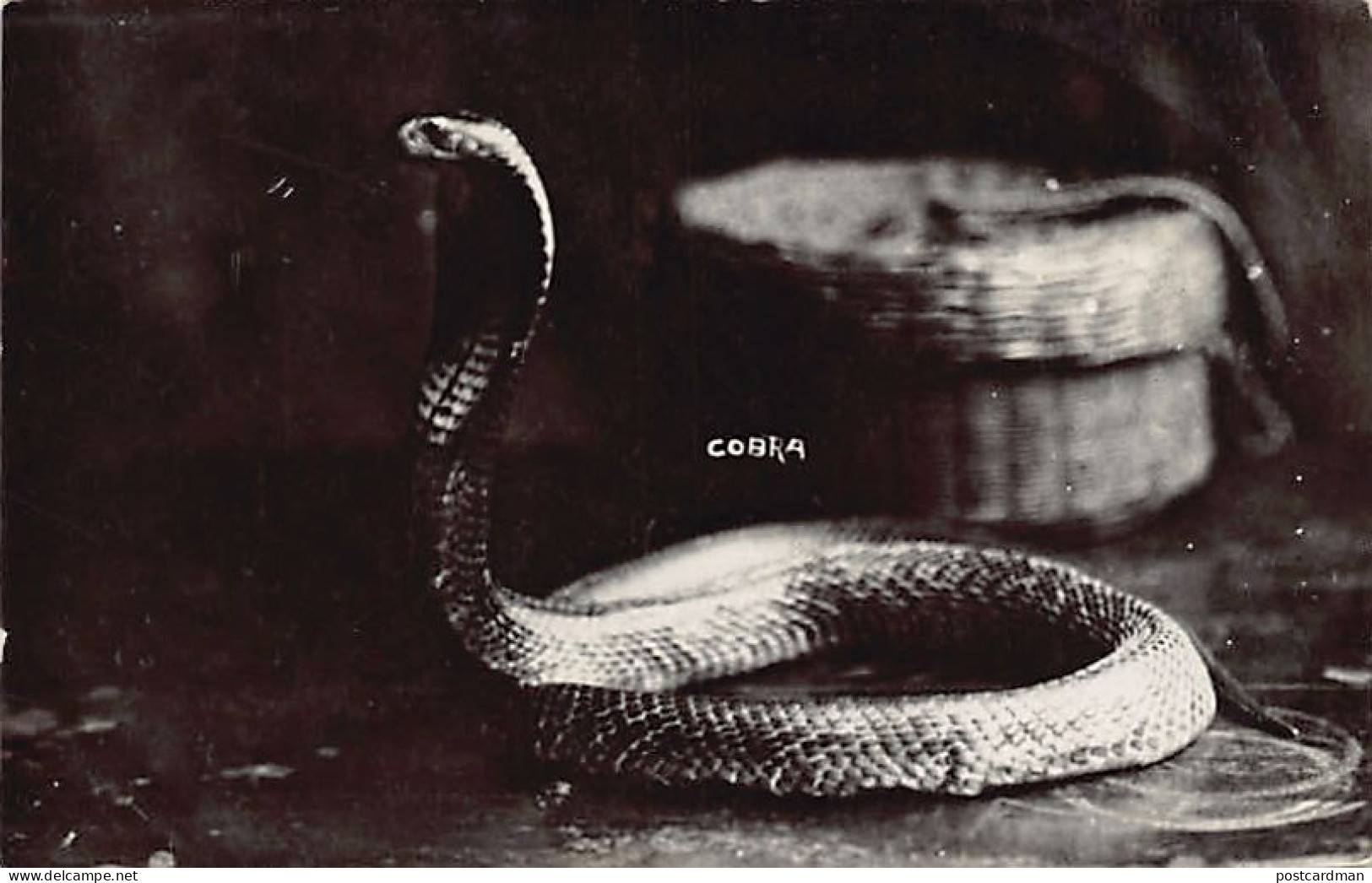 Malaysia - Cobra - REAL PHOTO - Publ. Unknown  - Malaysia