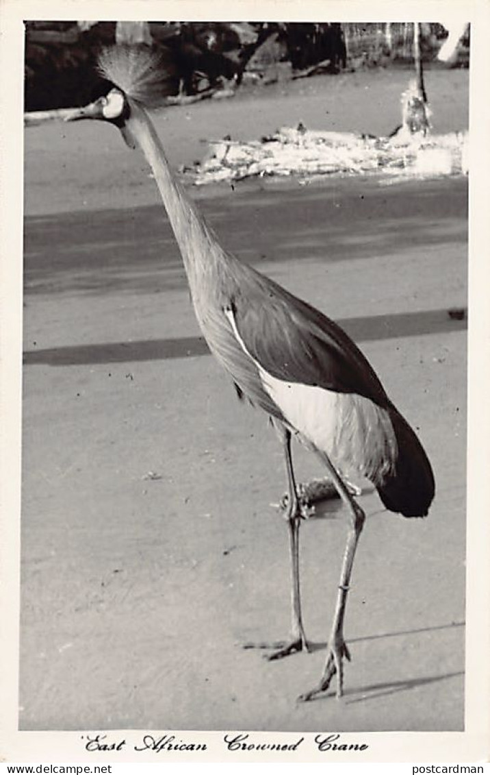 Kenya - East African Crowned Crane - Publ. Pegas Studio Africa In Pictures - Kenia